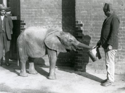 Giovane elefante africano Kiberenge che viene nutrito da Darisha mentre Syed Ali osserva sullo sfondo, Zoo di Londra, settembre 1923 da Frederick William Bond